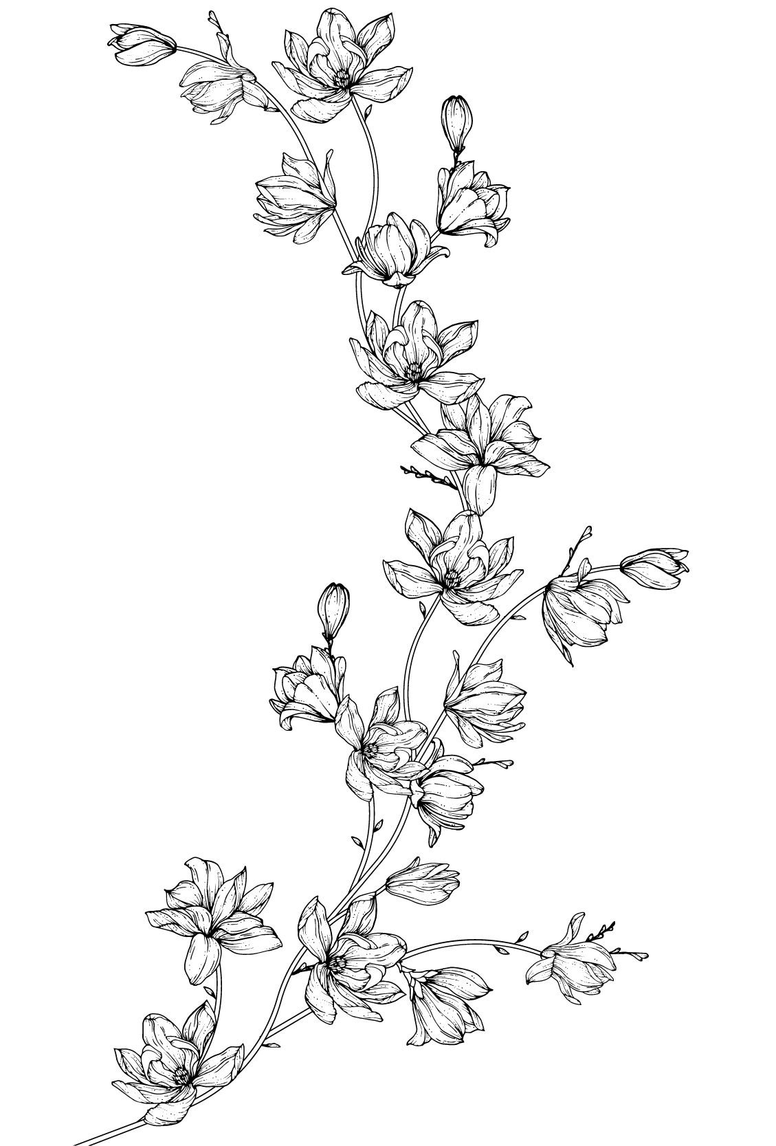 Magnolia_AdobeStock_291874893 Illustration de magnolia
